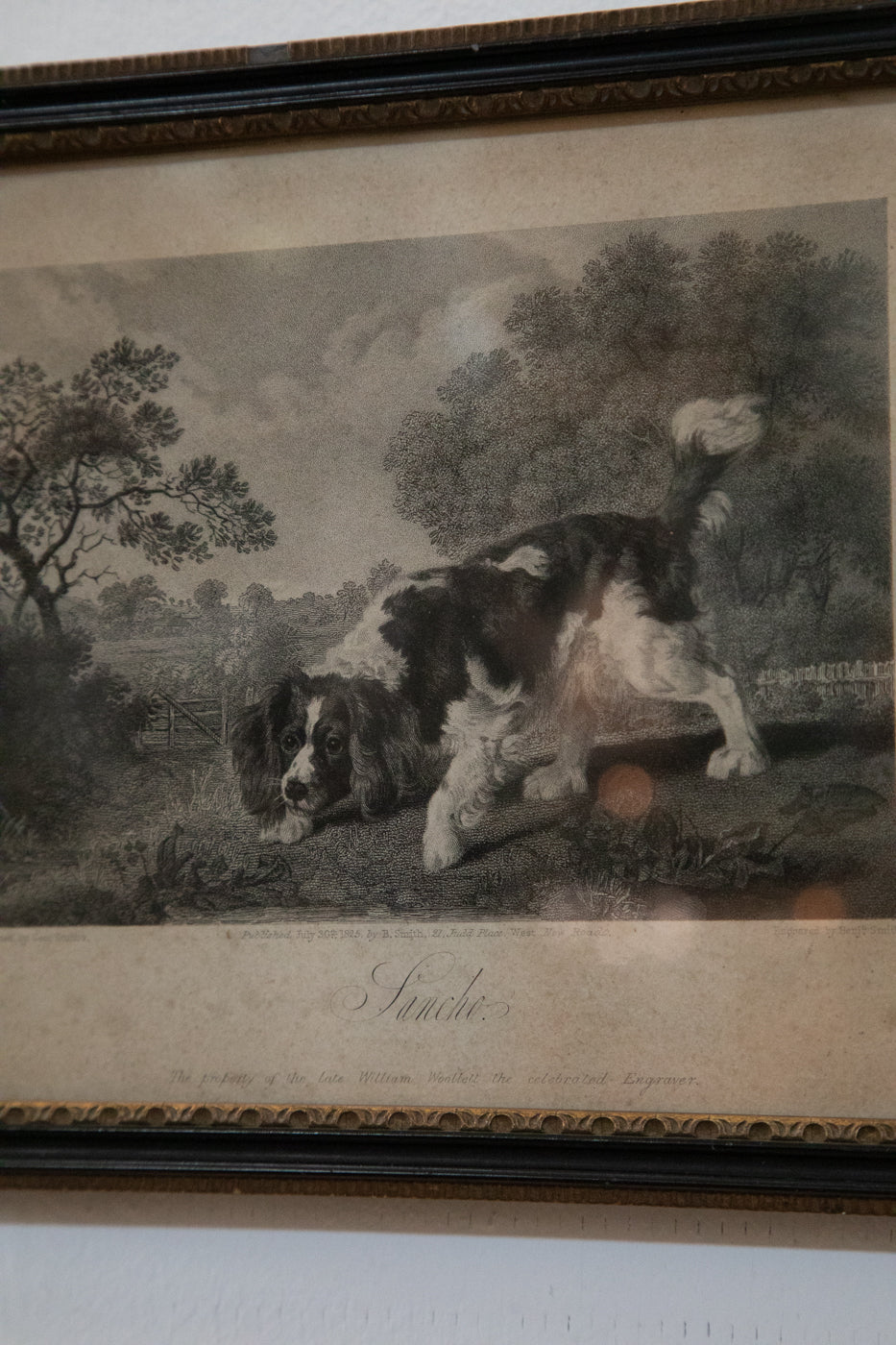 Spaniel Print