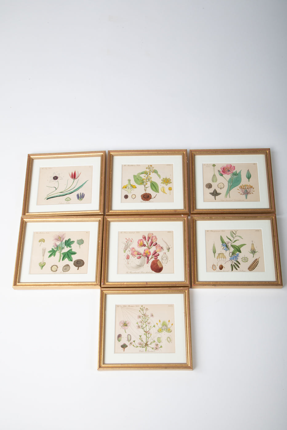 Hand Colored Engravings Set of 7