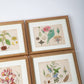 Hand Colored Engravings Set of 7