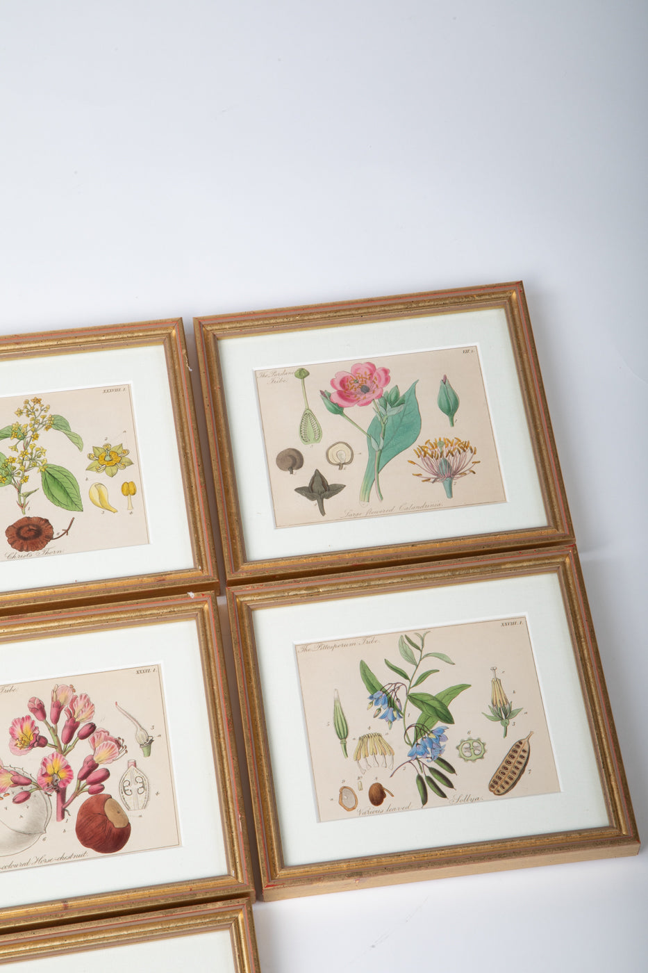 Hand Colored Engravings Set of 7