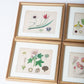 Hand Colored Engravings Set of 7