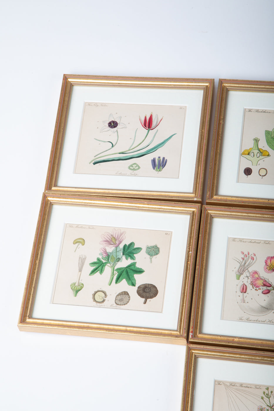 Hand Colored Engravings Set of 7