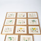 Hand Colored Engraving Set of 11