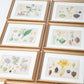 Hand Colored Engraving Set of 11