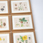 Hand Colored Engraving Set of 11